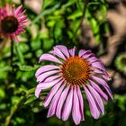 Purpursonnenhut (Echinacea purpurea)