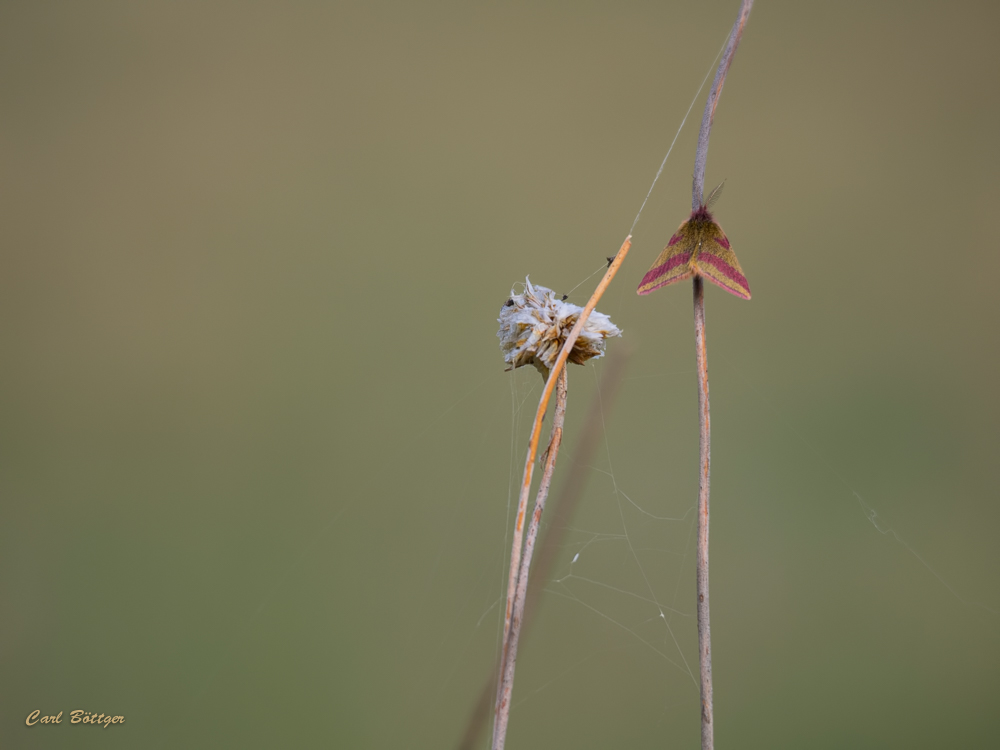 Purpurspanner (Lythria cruentaria)