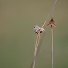 Purpurspanner (Lythria cruentaria)