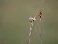 Purpurspanner (Lythria cruentaria)