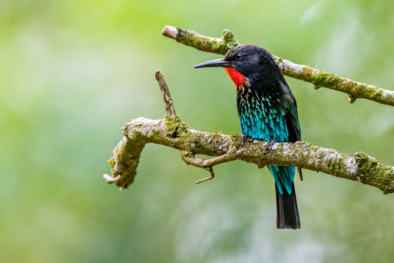 Purpurspint (Black Bee-eater)