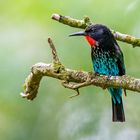 Purpurspint (Black Bee-eater)