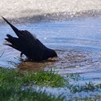 Purpurstärling - Brewer's Blackbird (Euphagus cyanocephalus)