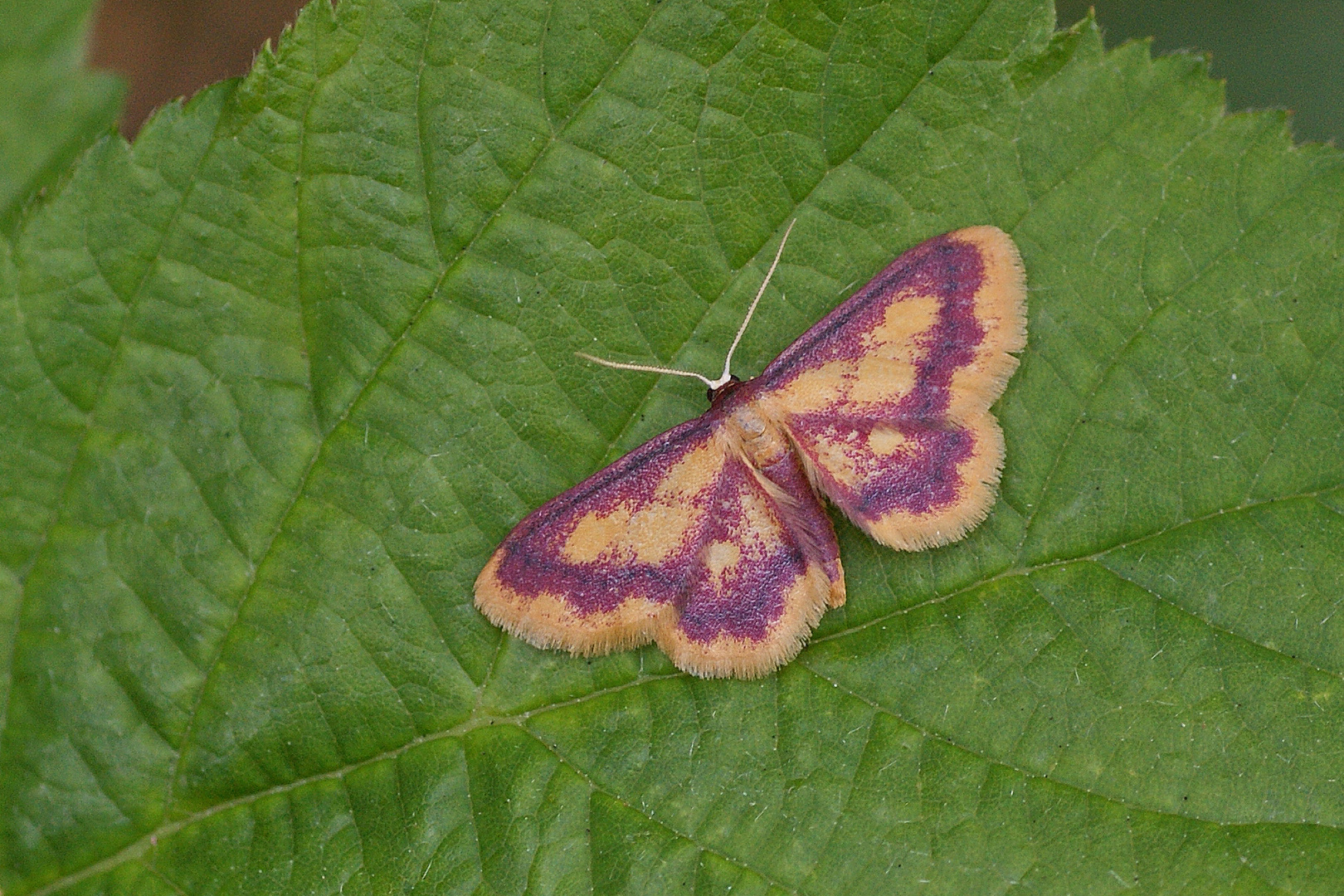 Purpurstreifen-Zwergspanner (Idaea muricata)