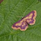 Purpurstreifen-Zwergspanner (Idaea muricata)