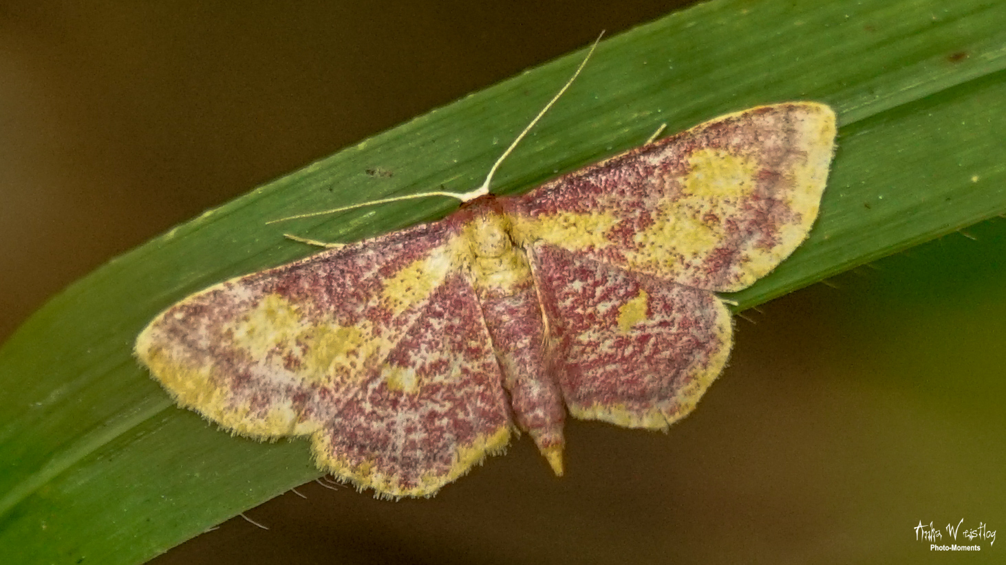 Purpurstreifen-Zwergspanner -  Idaea muricata (danke @Uli-M)