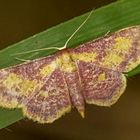 Purpurstreifen-Zwergspanner -  Idaea muricata (danke @Uli-M)