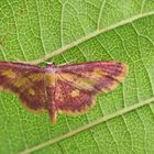 Purpurstreifen-Zwergspanner,Idaea muricata