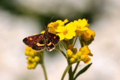 Purpurzünsler / Goldzünsler, Pyrausta aurata,  Minth Moth