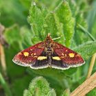 Purpurzünsler (Pyrausta aurata)