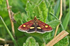 Purpurzünsler (Pyrausta aurata)