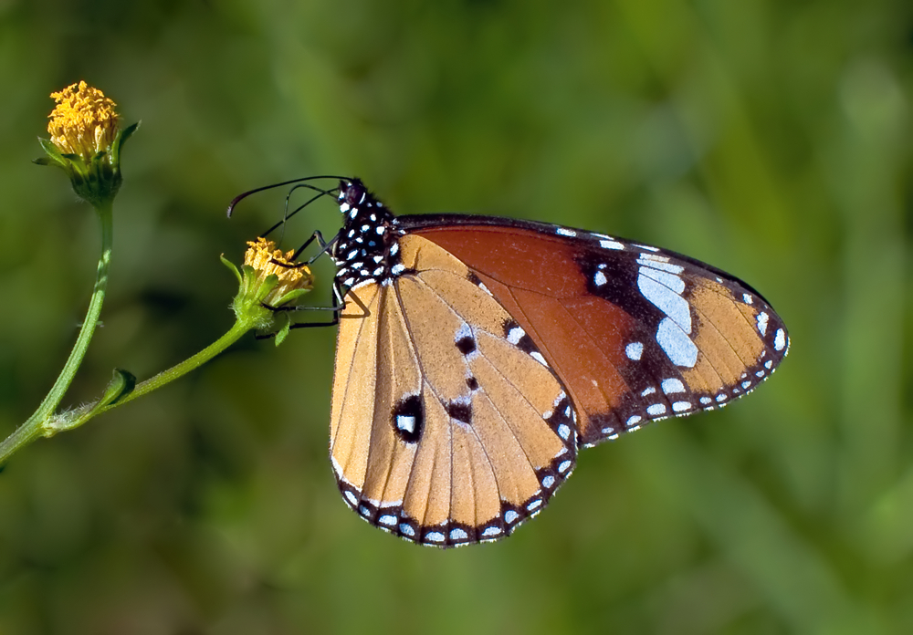 Pursuit of the flying beauty