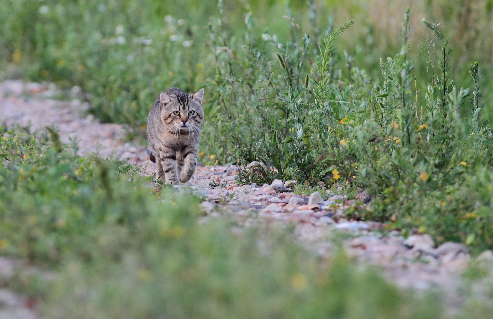 Purzel am Abend