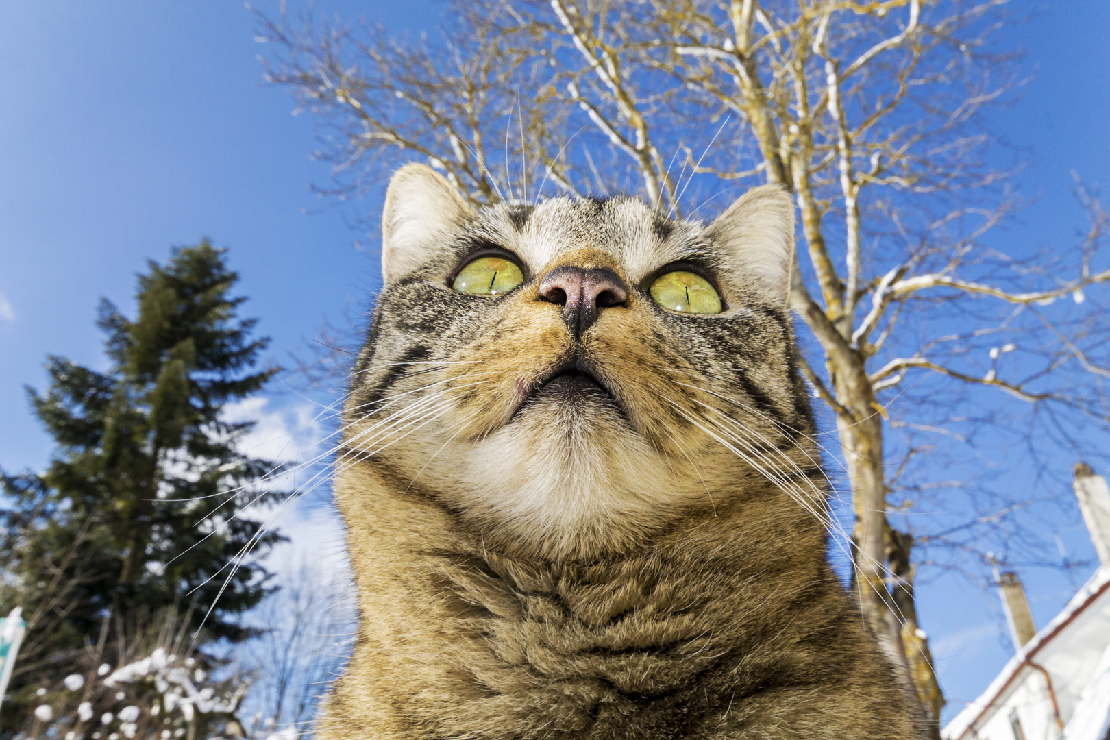 Purzel im Garten von unten