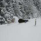 Purzelbaum im Tiefschnee