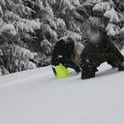 Purzelbaum im Tiefschnee