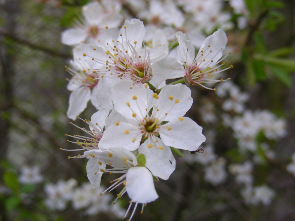 Purzelblüten