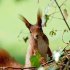 Puschel im Frühling / Bearbeitet