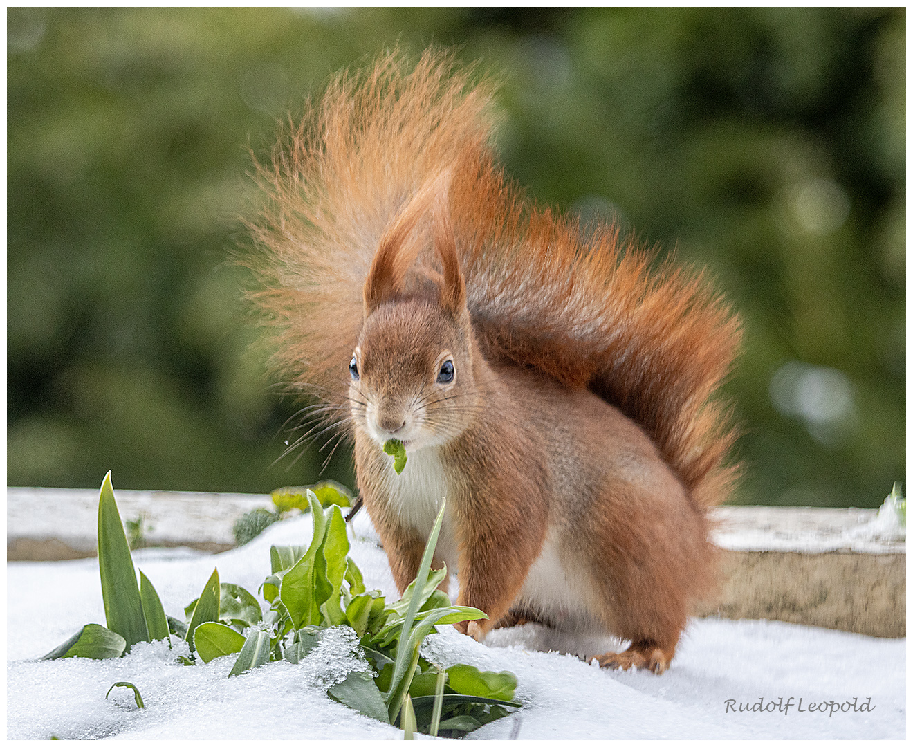 Puschel im Schnee