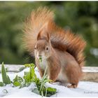 Puschel im Schnee