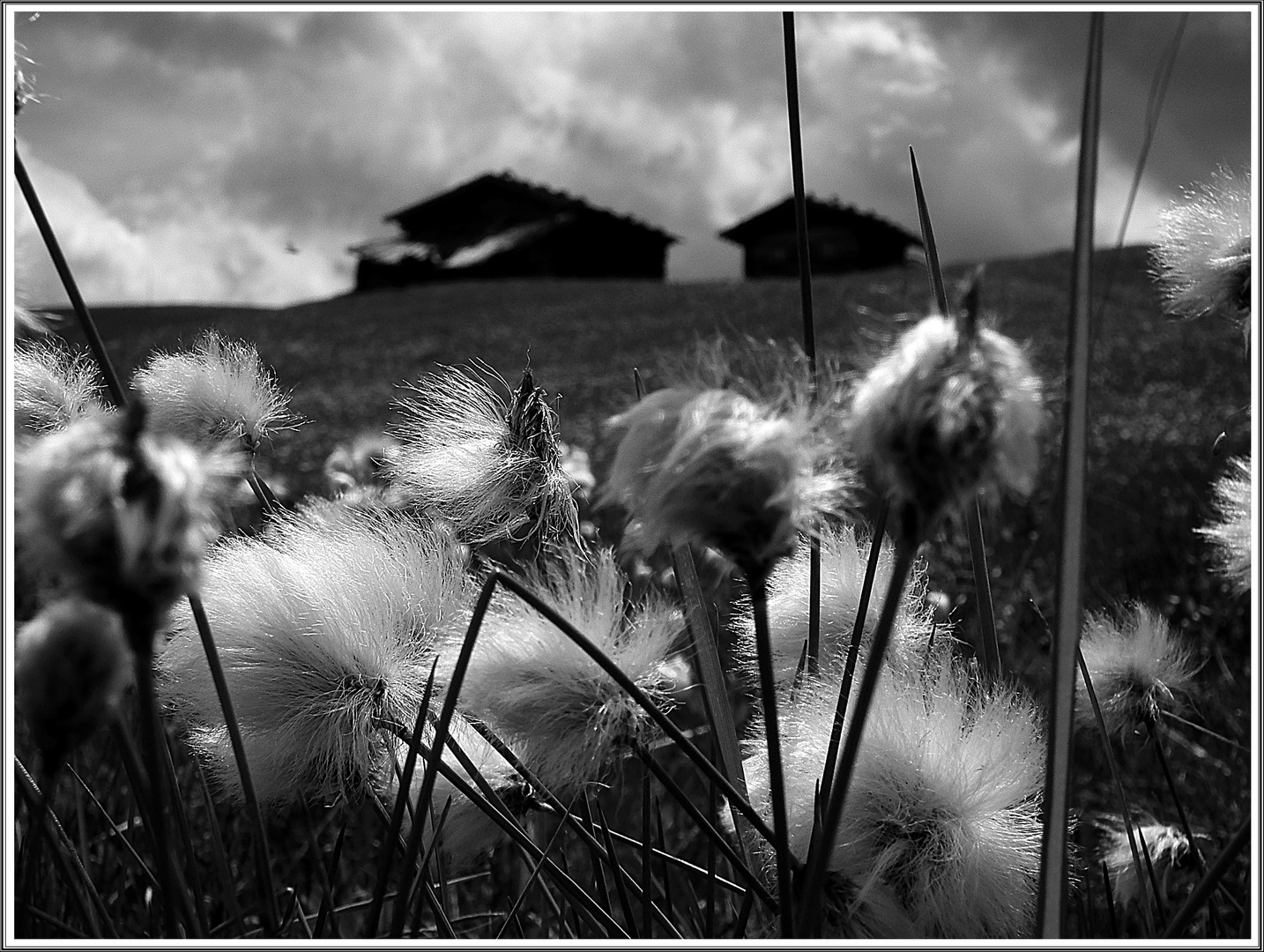 Puschel im Wind