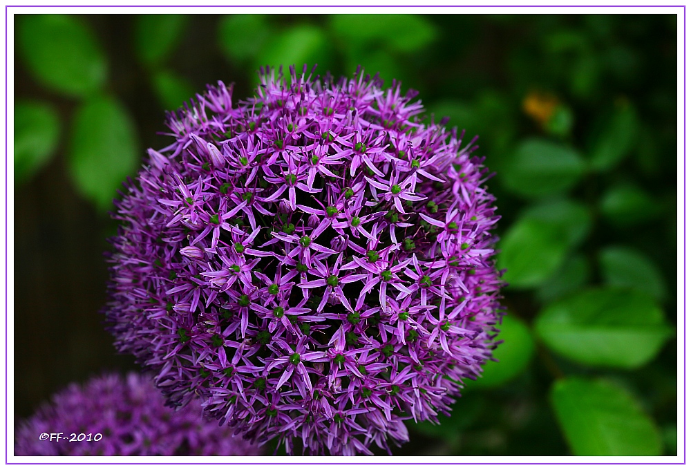 Puschel - violett ... mit grün...