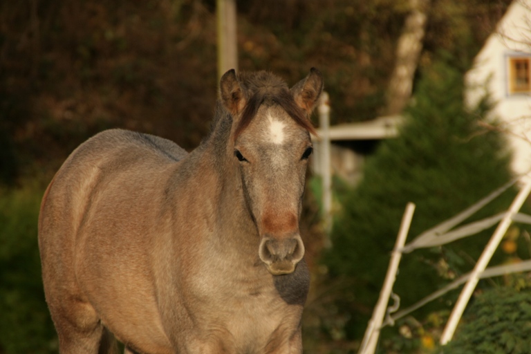 Puschelchen