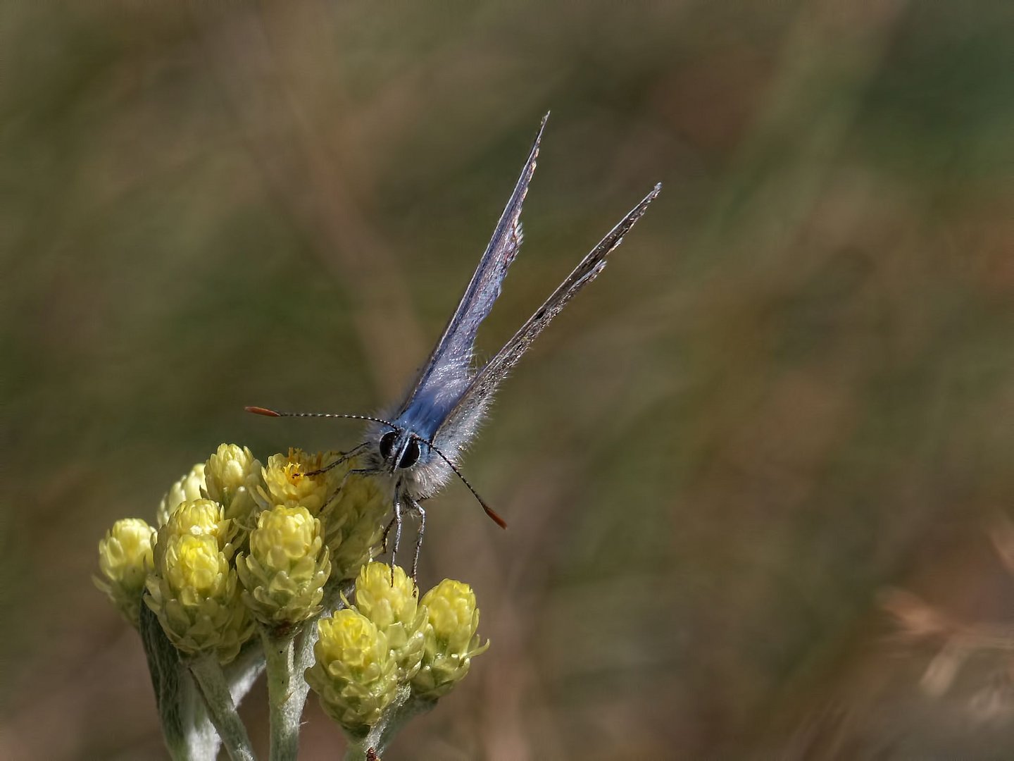 puschelig blau...