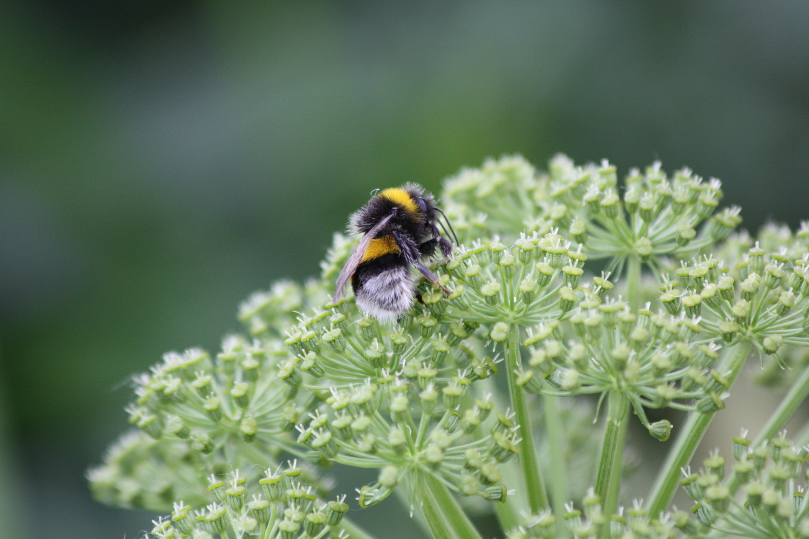 Puschelige Hummel