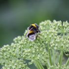 Puschelige Hummel