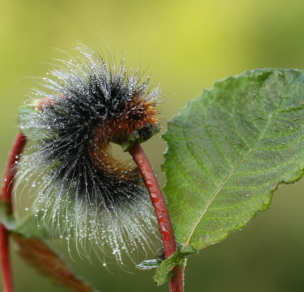 "Puscheltierchen"