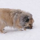 Puschkin räumt den Schnee