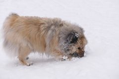 Puschkin räumt den Schnee