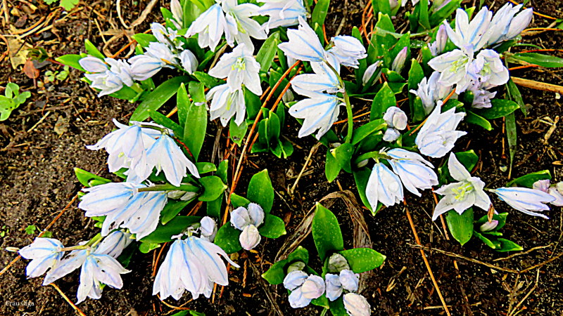 Puschkina oder Mischtschenko Blaustern lt. einem Blumenliebhaber