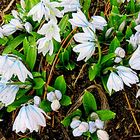 Puschkina oder Mischtschenko Blaustern lt. einem Blumenliebhaber