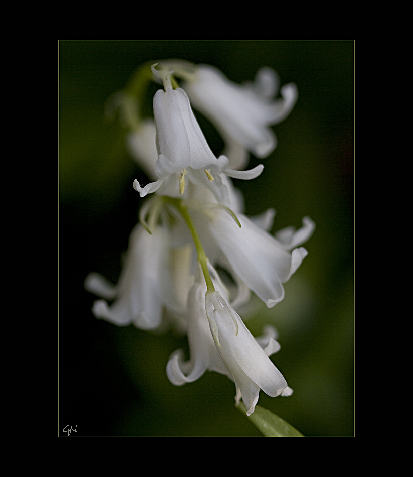 Puschkinia libanotica Alba