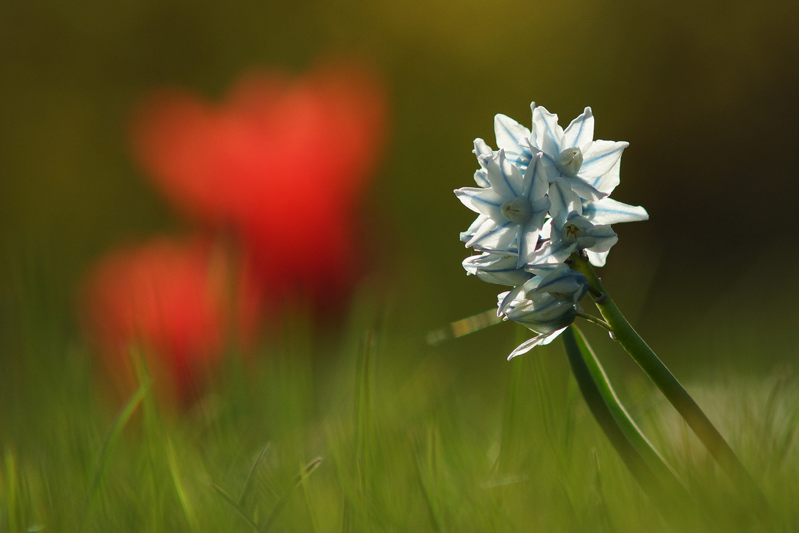 Puschkinia / Scheinscilla