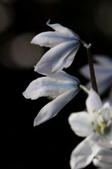 Puschkinia scilloides (stiped squill)