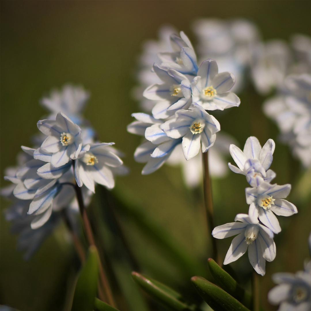 Puschkinie oder Kegelblume