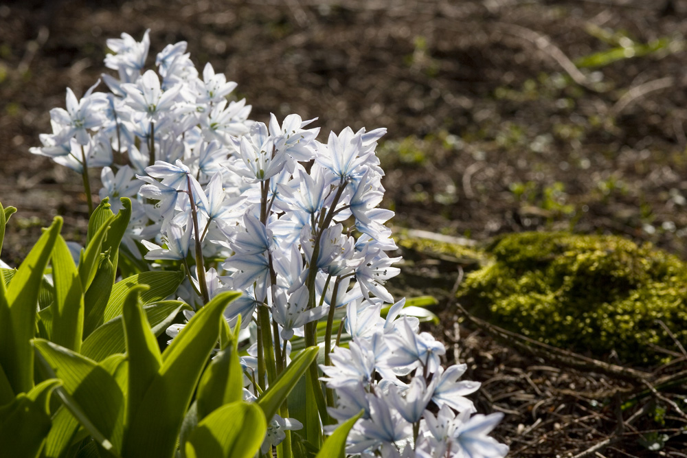 Puschkinie oder Kegelblume (Puschkinia scilloides)