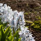 Puschkinie oder Kegelblume (Puschkinia scilloides)