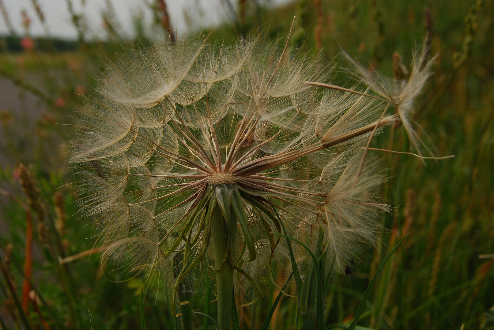 Puschteblume