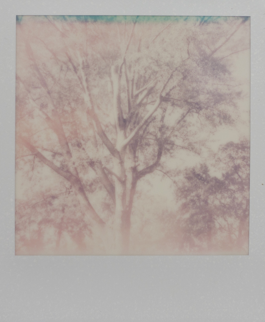 "Push!" Polaroid - Tree