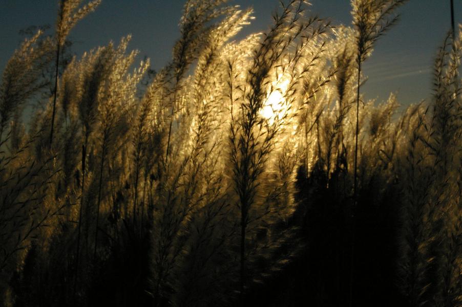 pushing it - grasses in evening sun