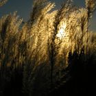 pushing it - grasses in evening sun