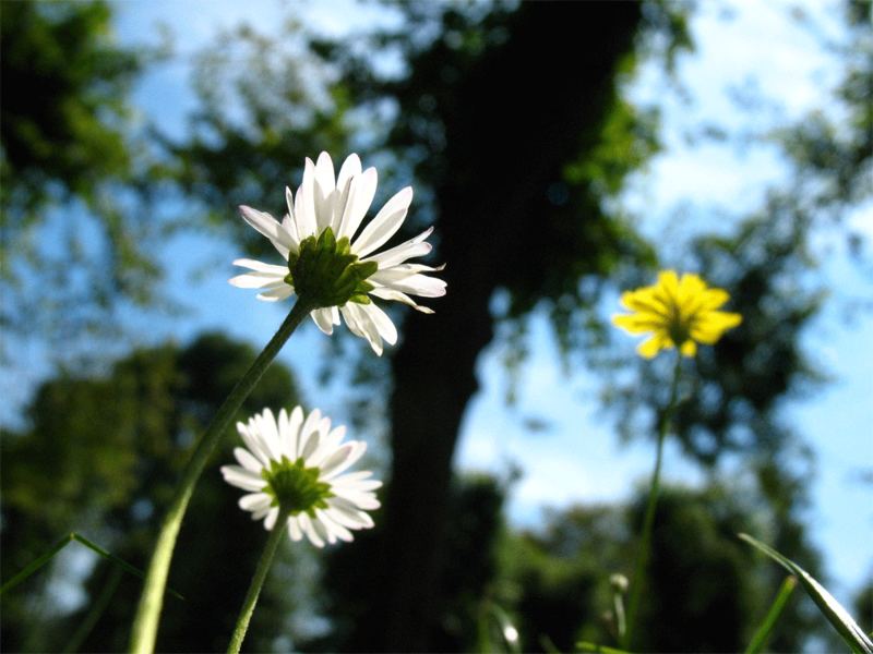 Pushing up the daisies