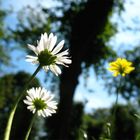 Pushing up the daisies