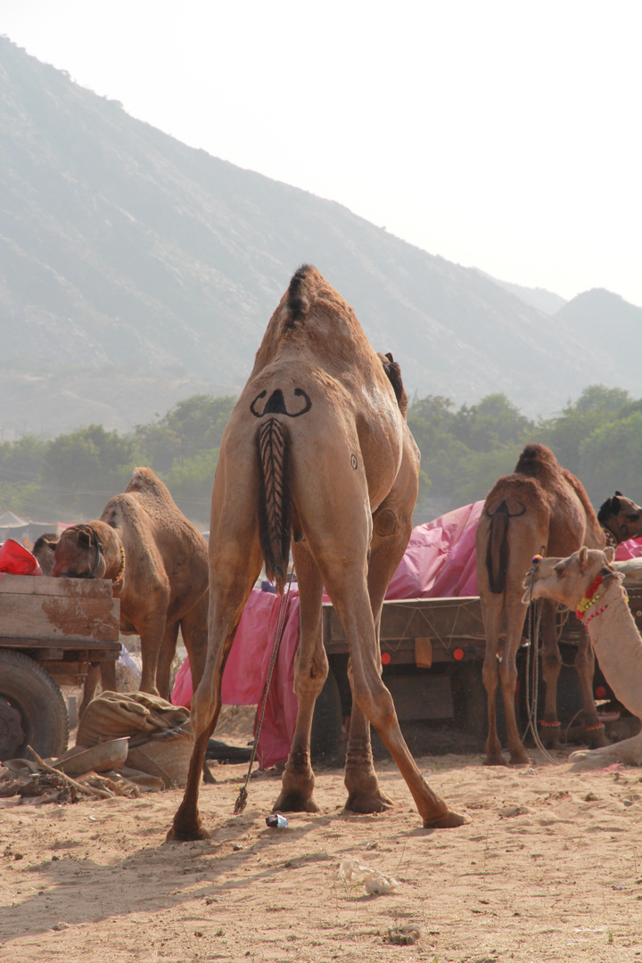 Pushkar