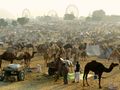 Pushkar Camel Fair