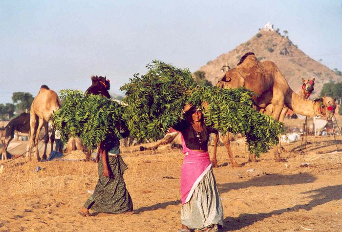 Pushkar Camel Fair - Frauen